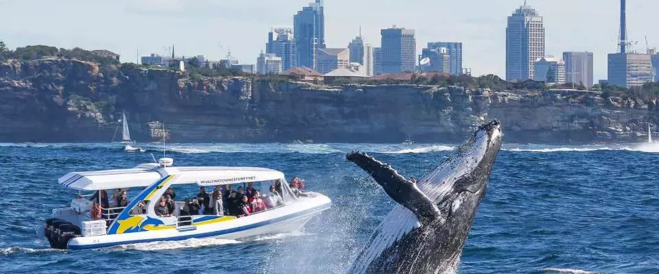 whale watching in Sydney